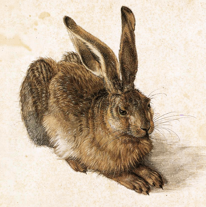 Young Hare  Durer