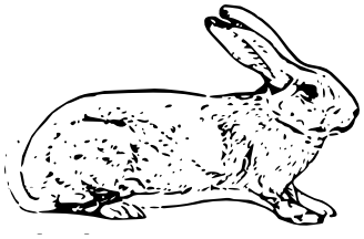 belgian rabbit