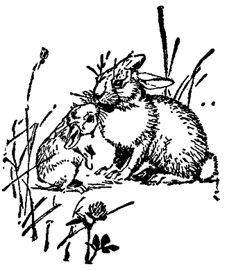 cottontail rabbit lineart