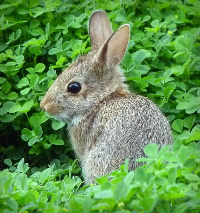 eastern Cottontail rabbit