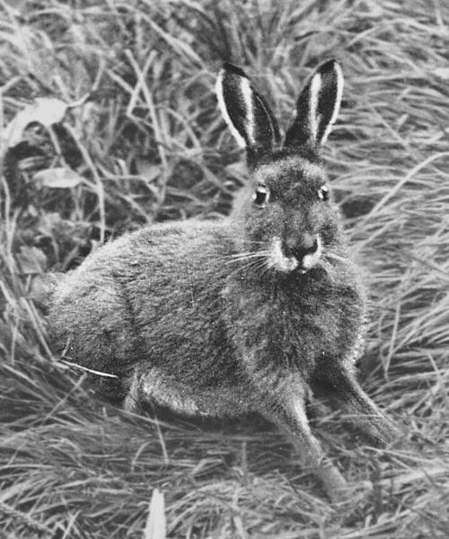 Alpine hare  Lepus timidus