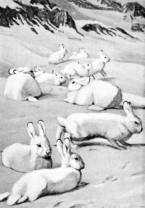 Arctic hares