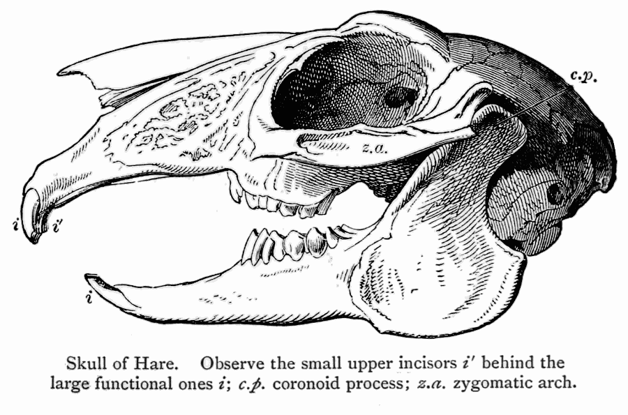 Hare skull