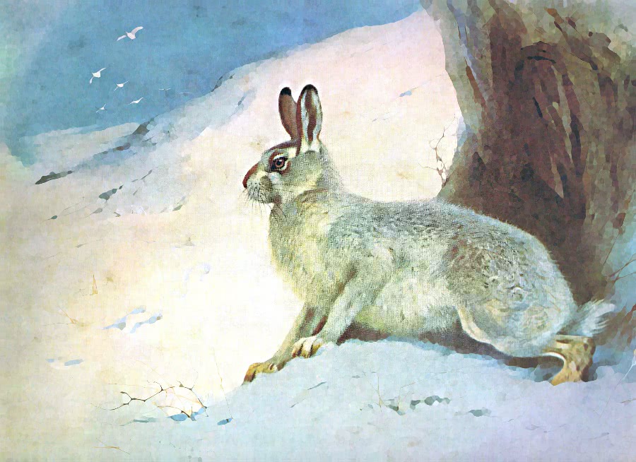 Mountain hare Thorburn