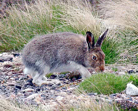 Mountain hare  Lepus timidus