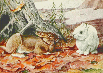 Northern Hare seasonal coats
