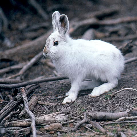 Snowshoe hare photo