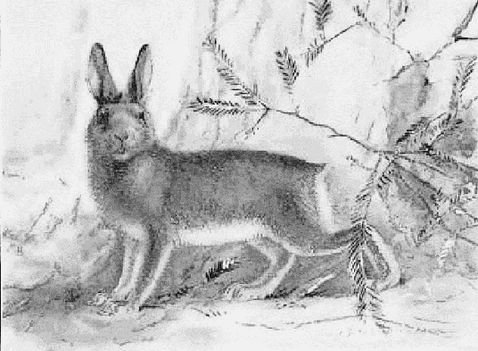 Varying hare aka snowshoe