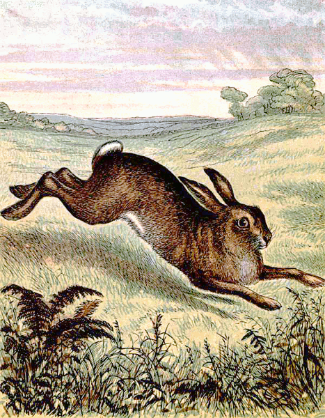 hare running