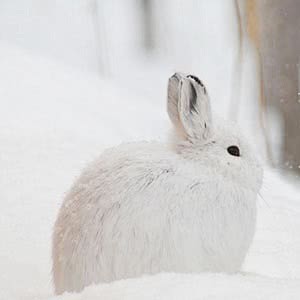 snowshoe hare 2