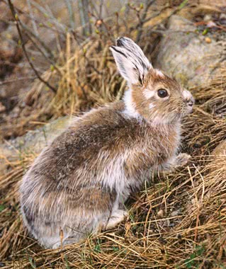 snowshoe hare Lepus americanus spring