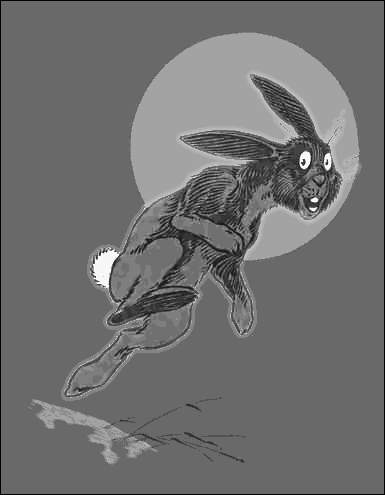 hare on the hoof at night
