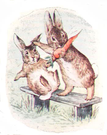 rabbit carrot careful