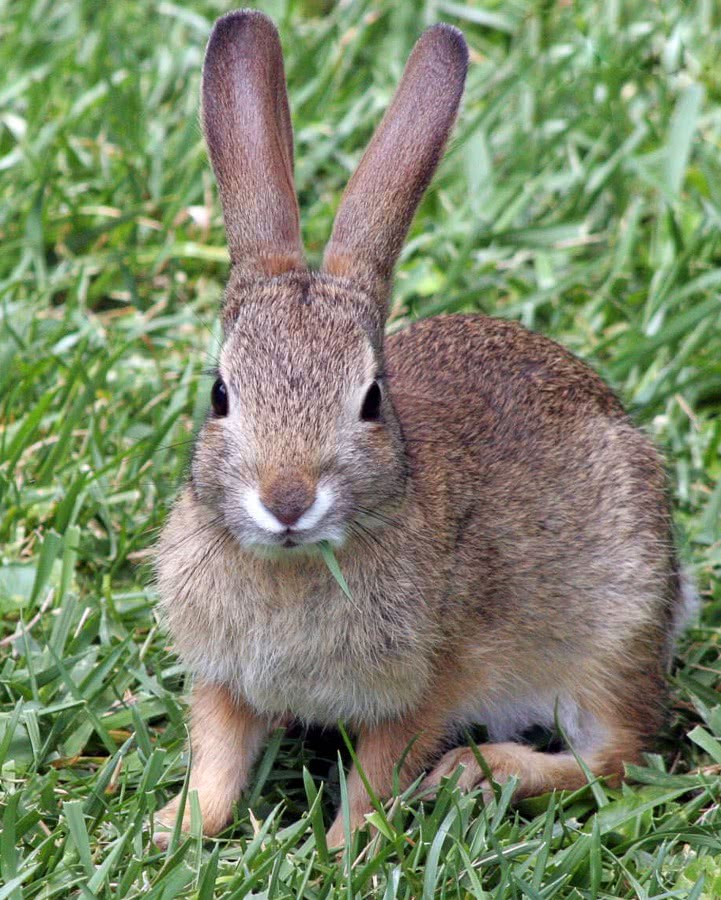 rabbit chewing grass