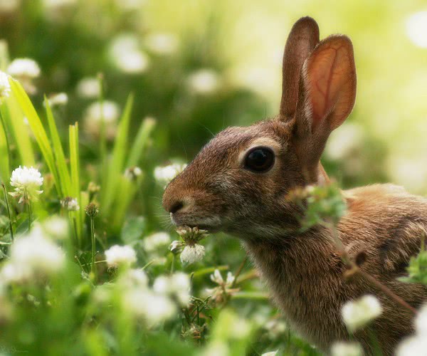 rabbit in clover