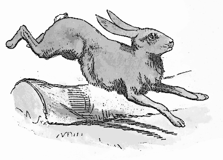 rabbit jumping log