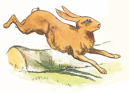 rabbit running