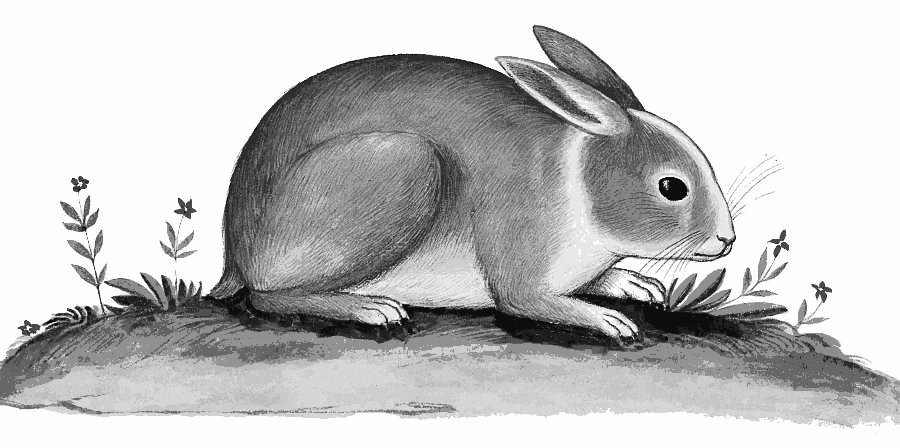 rabbit spring