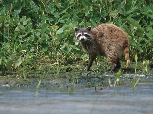 Raccoon in bayou