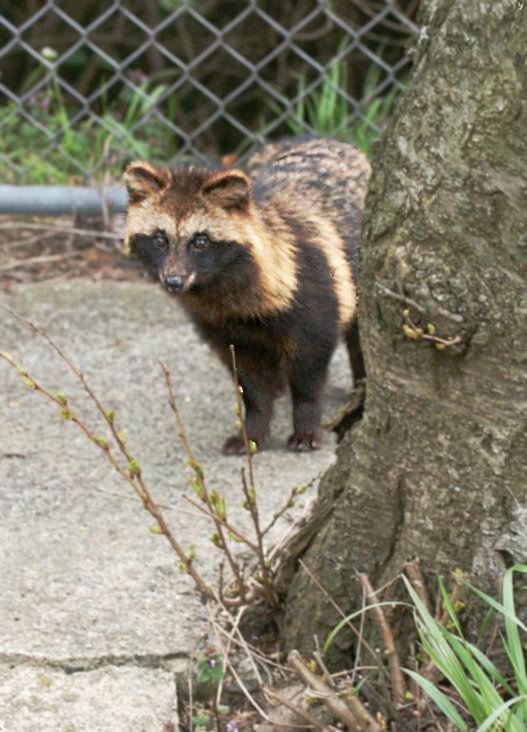 Tanuki  Japanese Raccoon Dog