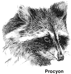 procyon  Raccoon