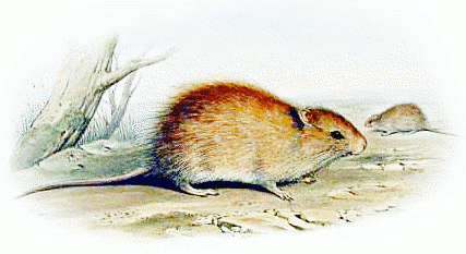 Australian Swamp rat  Rattus lutreolus