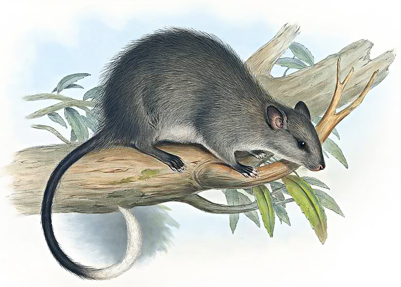 Black-footed tree-rat  Mesembriomys gouldii
