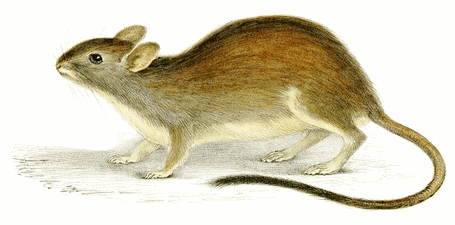 Black-tailed Rabbit rat  Conilurus penicillatus melanura