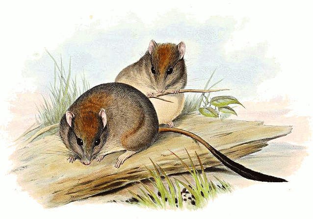 Brush-tailed rabbit rat  Conilurus penicillatus