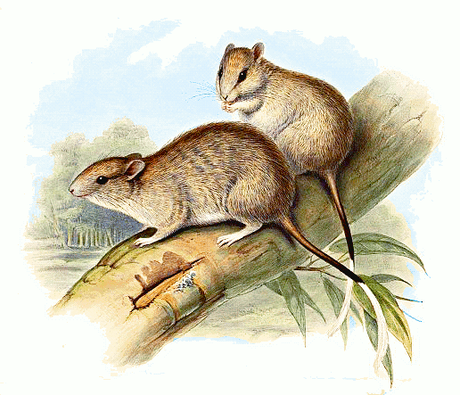 Brush-tailed rabbit rat  intraspecific variant