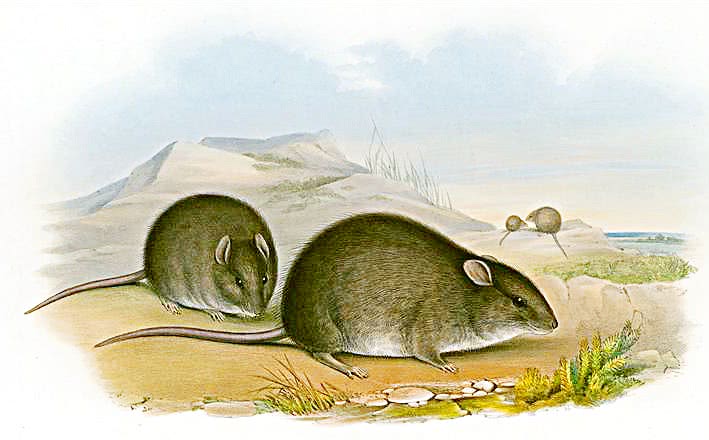 Dusky Field rat  Rattus sordidus