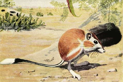 Kangaroo Rat