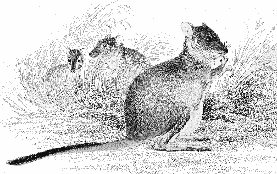 Kangaroo rat
