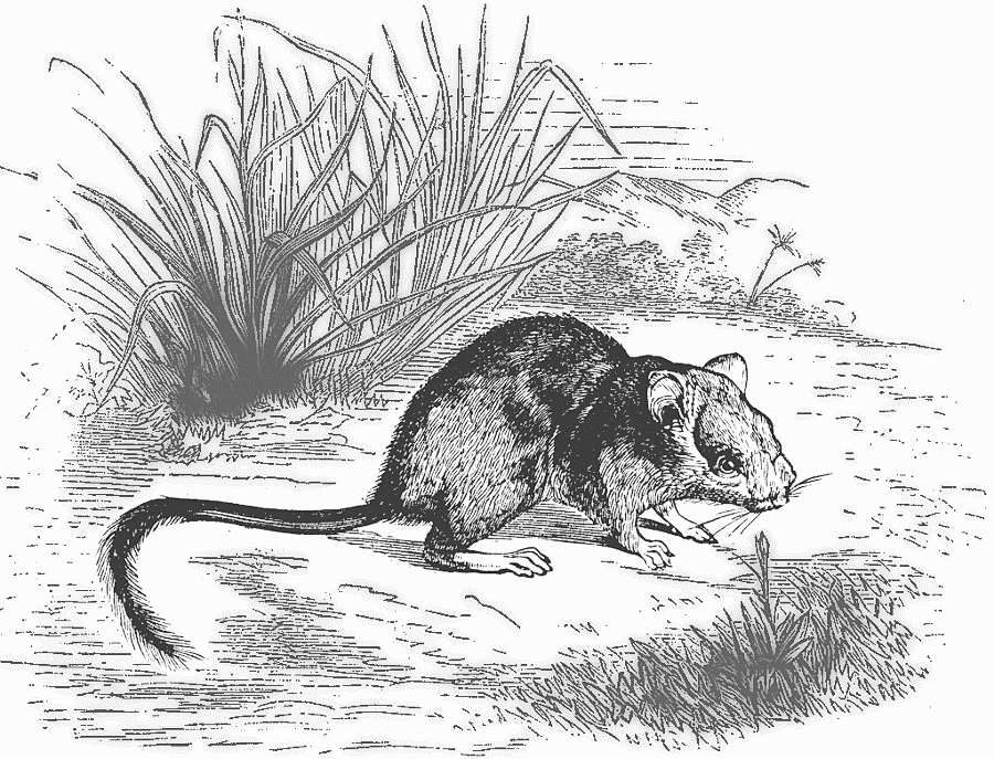 White-footed Tree rat