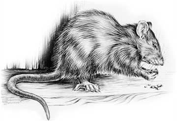 Brown rat grayscale