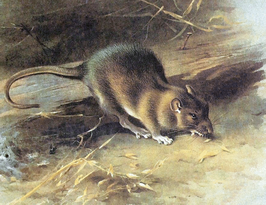 Brown rat illustration