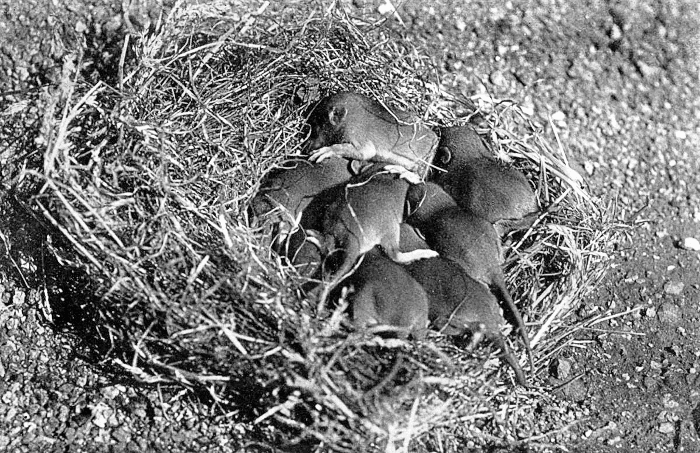 Brown rat nest