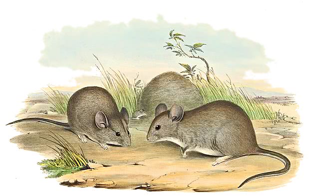 greater Stick-nest Rat  Leporillus conditor