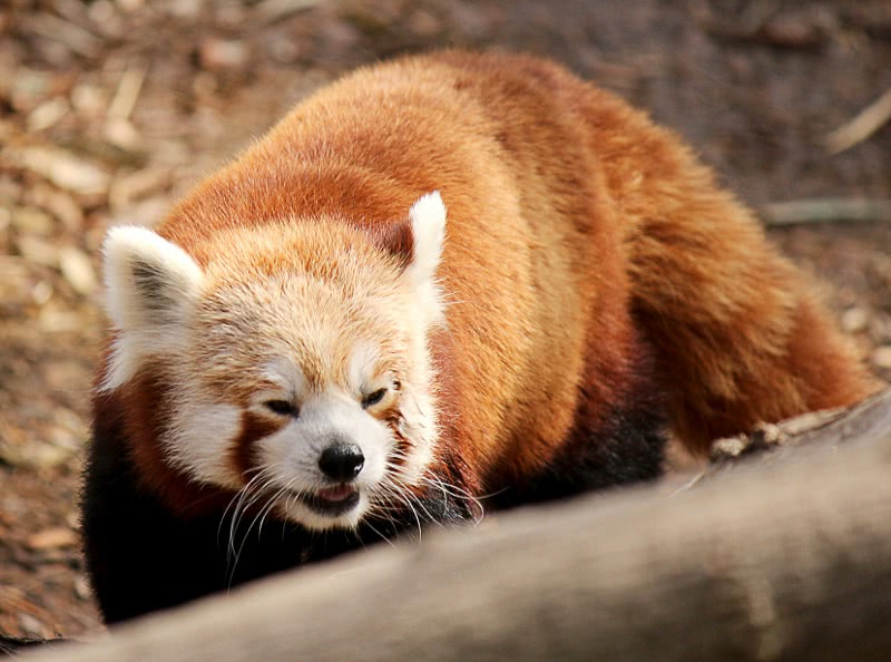 Red panda photo 2