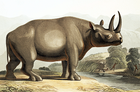 rhino/