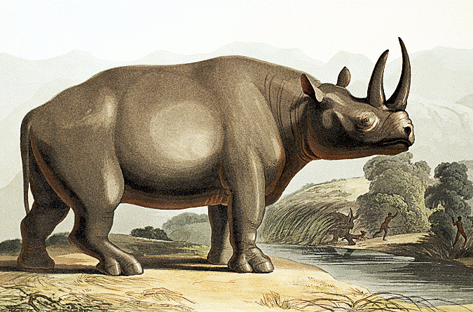 Black rhino 2