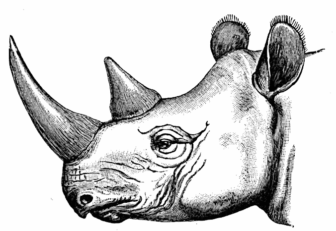 Black rhinoceros  Diceros bicornis