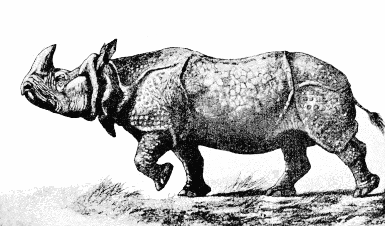 Indian Rhinoceros  Rhinoceros indicus