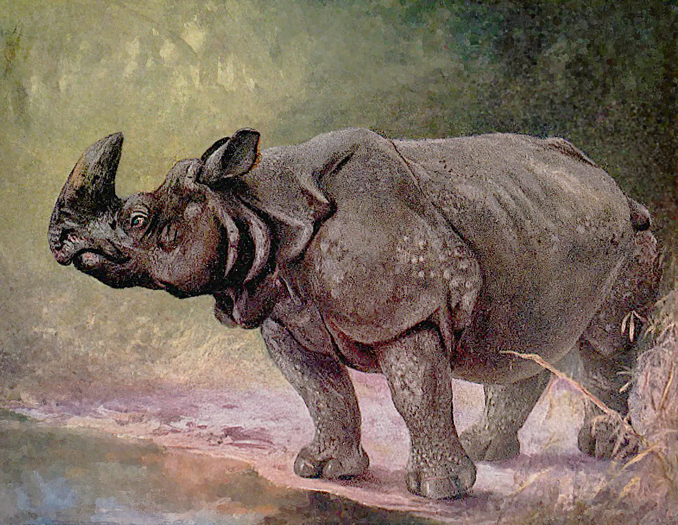 Indian one-horned Rhino