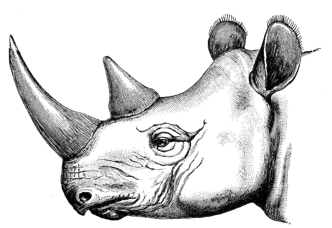 Rhinoceros bicornis head