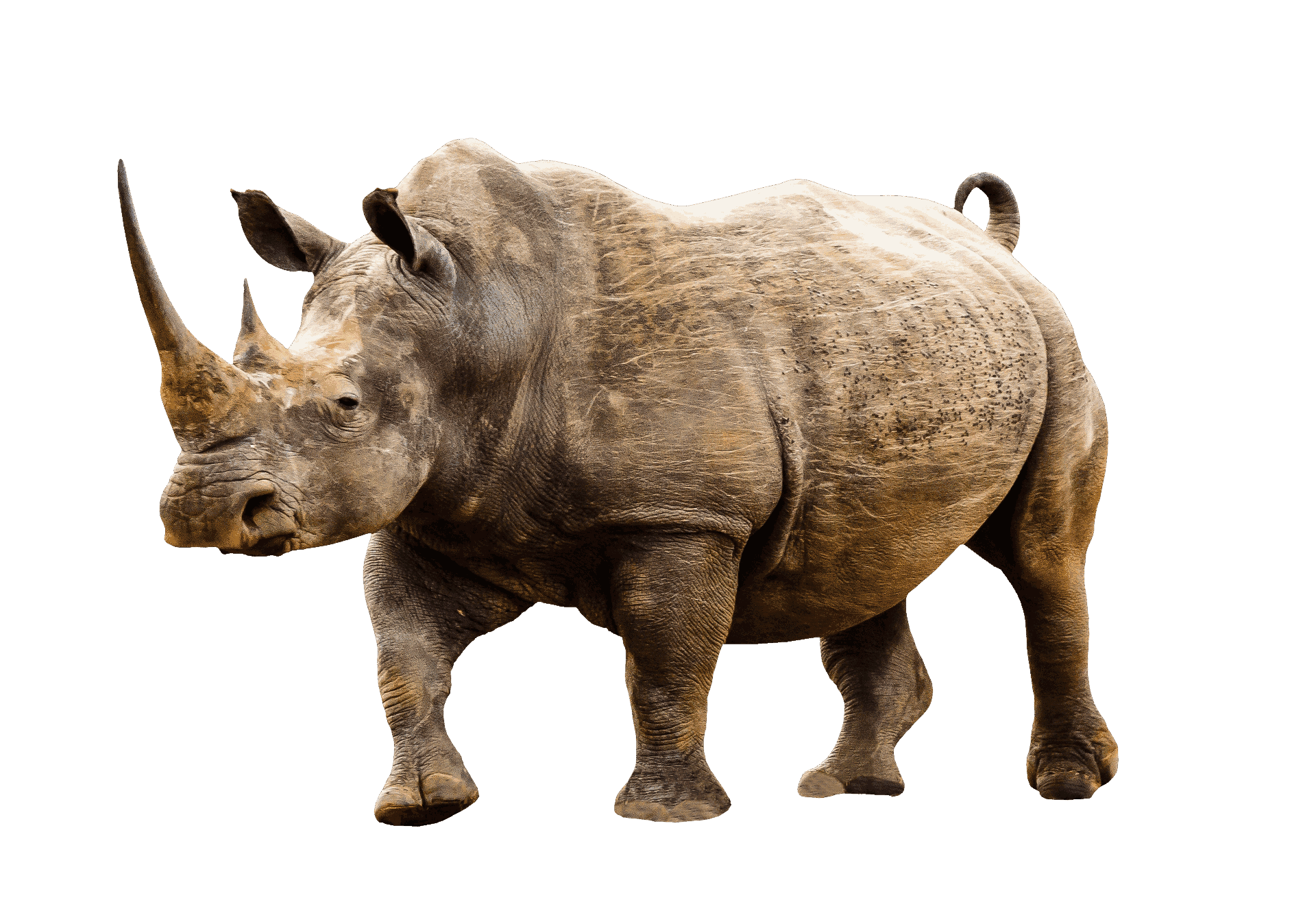 Rhinocerus-isolated-photo