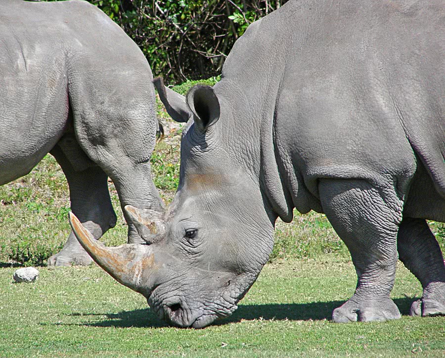 Rhinos grazing