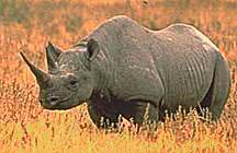 Rinoceros in field