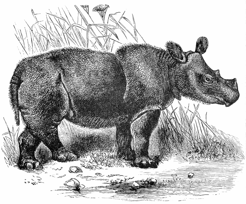 Sumatran Rhinoceros  Rhinoceros sumatrensis