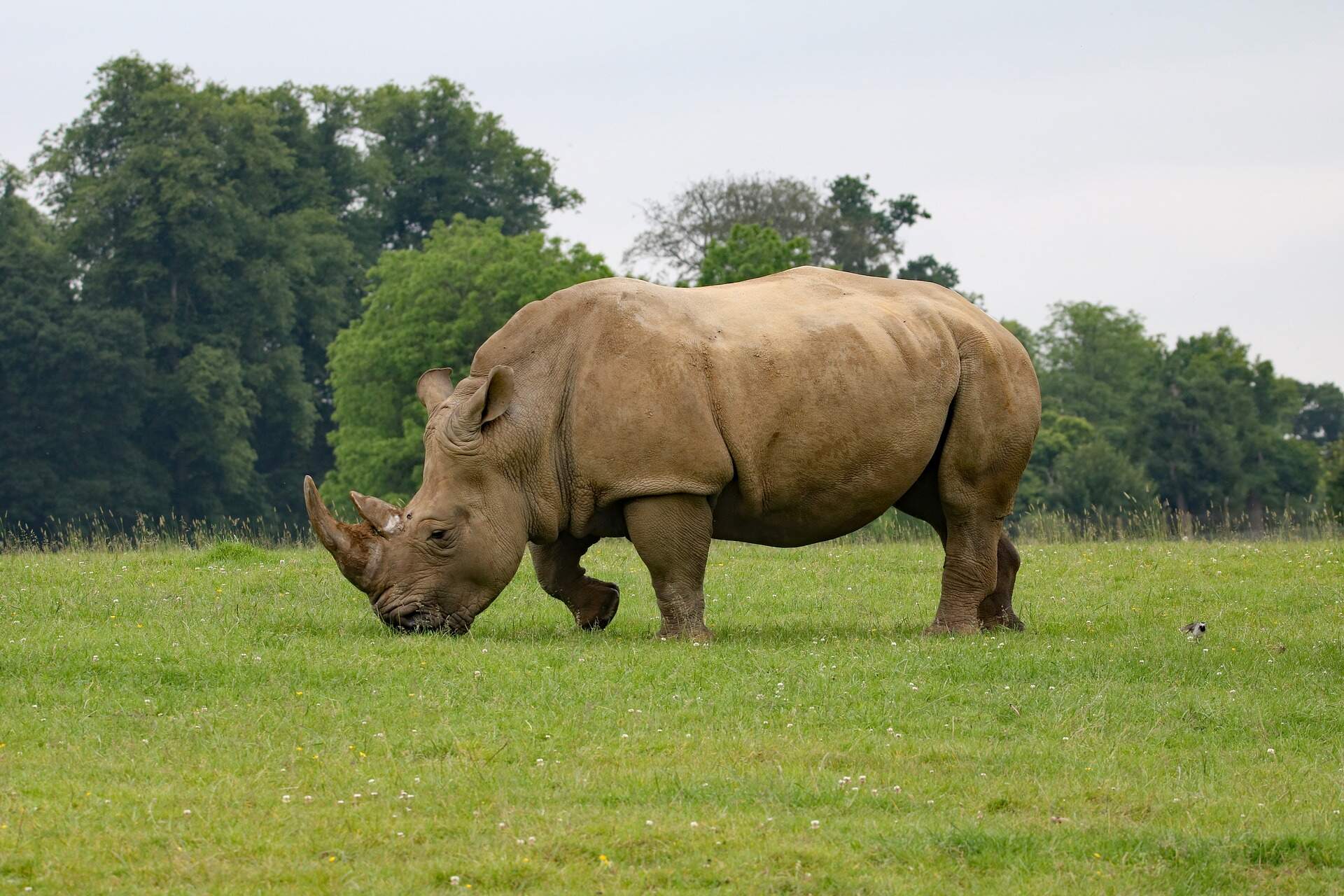 rhino-grazing